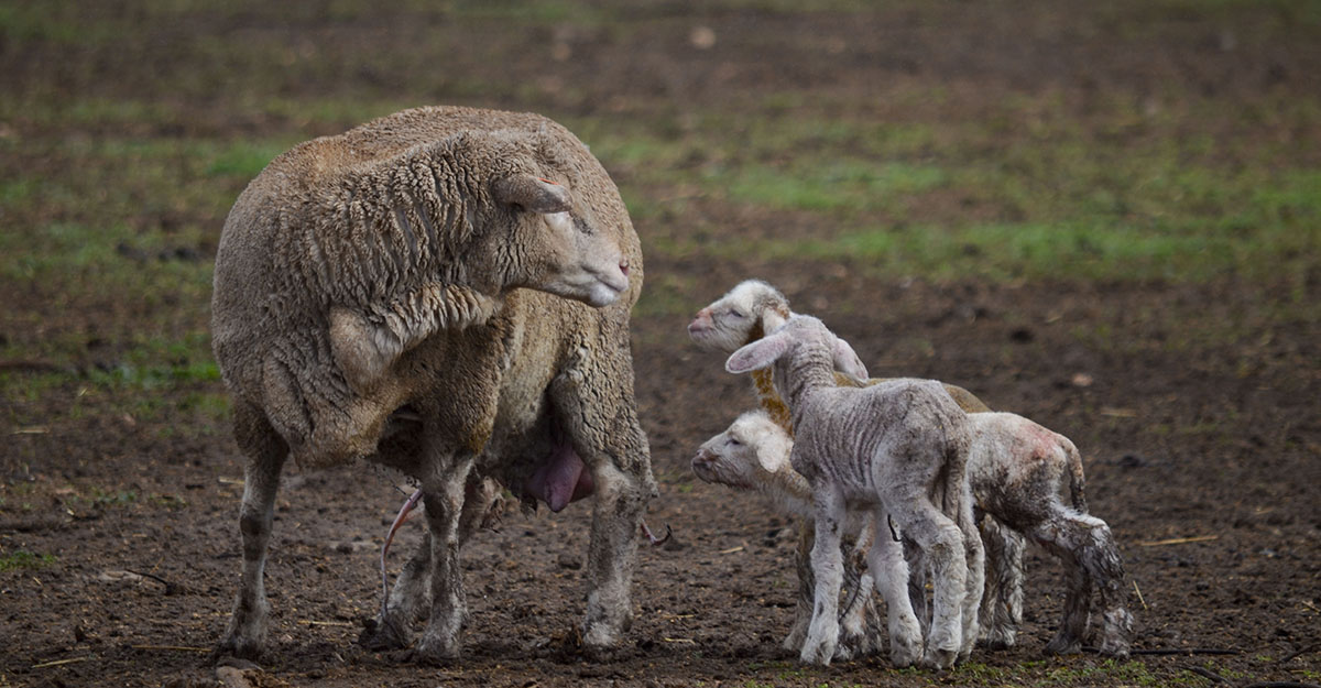 Pregnancy Scanning Ewes